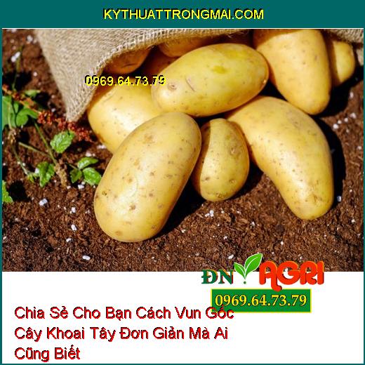 Chia Sẻ Cho Bạn Cách Vun Gốc Cây Khoai Tây Đơn Giản Mà Ai Cũng Biết