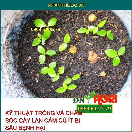 KỸ THUẬT TRỒNG VÀ CHĂM SÓC CÂY LAN CẨM CÙ ÍT BỊ SÂU BỆNH HẠI