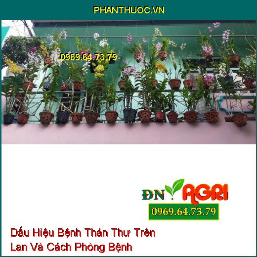 Dấu Hiệu Bệnh Thán Thư Trên Lan Và Cách Phòng Bệnh