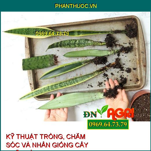 KỸ THUẬT TRỒNG, CHĂM SÓC VÀ NHÂN GIỐNG CÂY LƯỠI HỔ