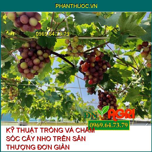 KỸ THUẬT TRỒNG VÀ CHĂM SÓC CÂY NHO TRÊN SÂN THƯỢNG ĐƠN GIẢN