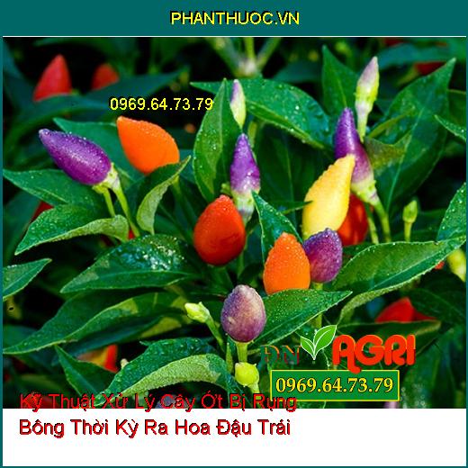 Kỹ Thuật Xử Lý Cây Ớt Bị Rụng Bông Thời Kỳ Ra Hoa Đậu Trái