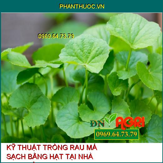 KỸ THUẬT TRỒNG RAU MÁ SẠCH BẰNG HẠT TẠI NHÀ ĐƠN GIẢN