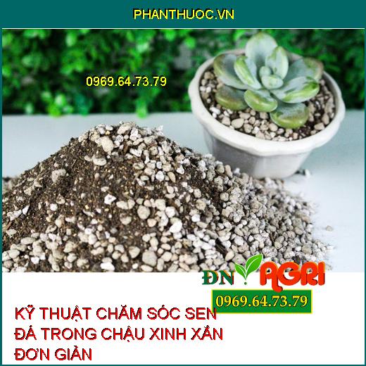 KỸ THUẬT CHĂM SÓC SEN ĐÁ TRONG CHẬU XINH XẮN ĐƠN GIẢN