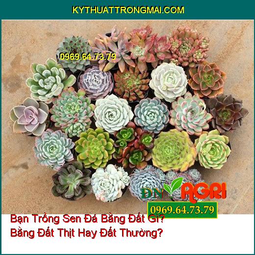 Bạn Trồng Sen Đá Bằng Đất Gì? Bằng Đất Thịt Hay Đất Thường?