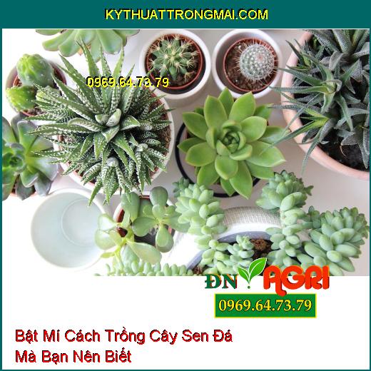 Bật Mí Cách Trồng Cây Sen Đá Mà Bạn Nên Biết