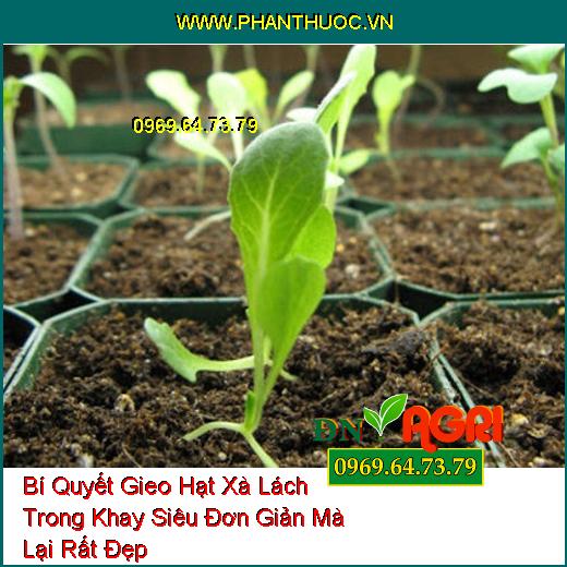 Bí Quyết Gieo Hạt Xà Lách Trong Khay Siêu Đơn Giản Mà Lại Rất Đẹp