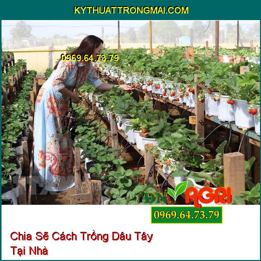 Chia Sẽ Cách Trồng Dâu Tây Tại Nhà