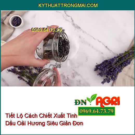 Tiết Lộ Cách Chiết Xuất Tinh Dầu Oải Hương Siêu Giản Đơn