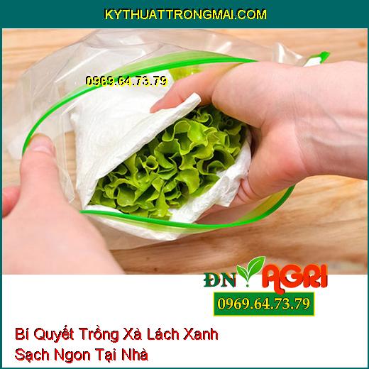 Bí Quyết Trồng Xà Lách Xanh Sạch Ngon Tại Nhà