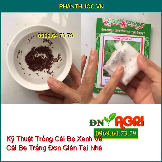 Kỹ Thuật Trồng Cải Bẹ Xanh Và Cải Bẹ Trắng Đơn Giản Tại Nhà