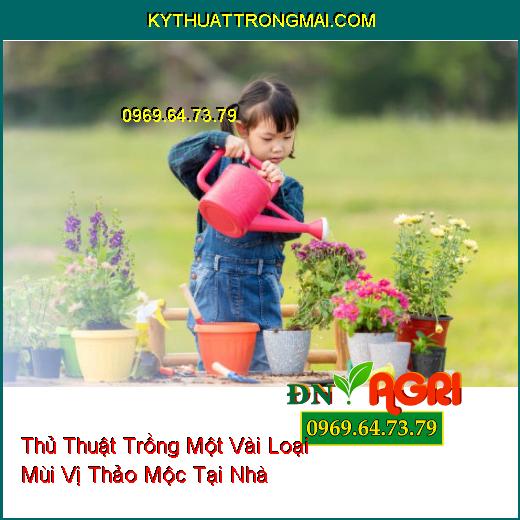 Một Vài Loại Mùi Vị Thảo Mộc