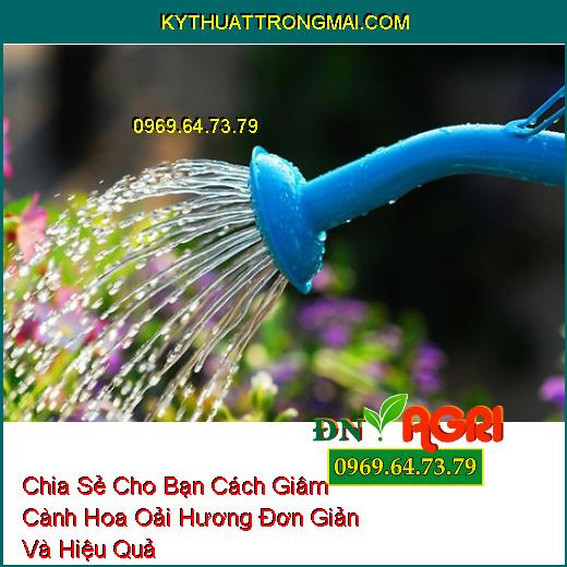 Chia Sẻ Cho Bạn Cách Giâm Cành Hoa Oải Hương Đơn Giản Và Hiệu Quả