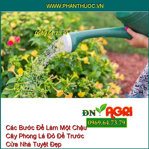 Các Bước Để Làm Một Chậu Cây Phong Lá Đỏ Để Trước Cửa Nhà Tuyệt Đẹp