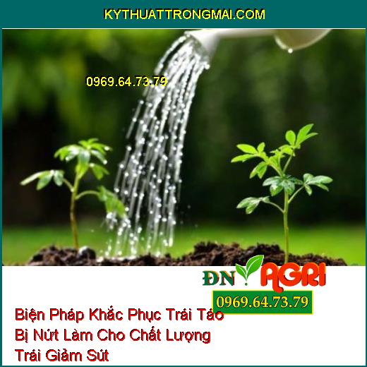 Biện Pháp Khắc Phục Trái Táo Bị Nứt Làm Cho Chất Lượng Trái Giảm Sút