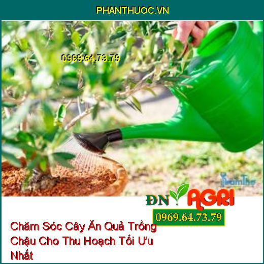 10 Thủ Thuật Chăm Sóc Cây Ăn Quả Trồng Chậu Cho Thu Hoạch Tối Ưu Nhất