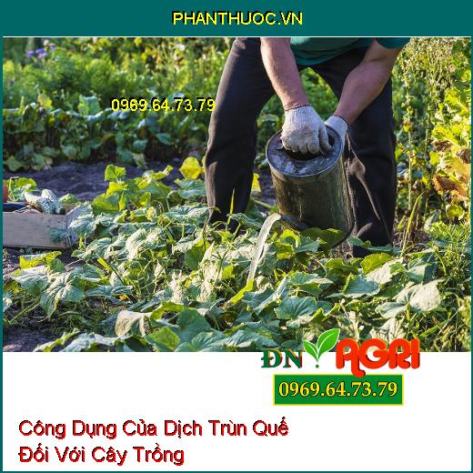 Công Dụng Của Dịch Trùn Quế Đối Với Cây Trồng