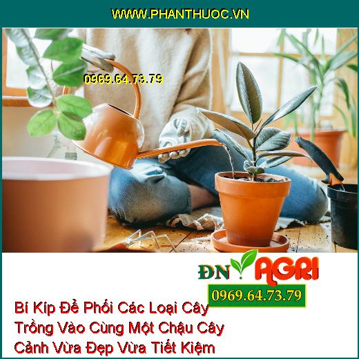 Bí Kíp Để Phối Các Loại Cây Trồng Vào Cùng Một Chậu Cây Cảnh Vừa Đẹp Vừa Tiết Kiệm Không Gian