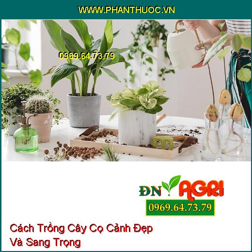 Cách Trồng Cây Cọ Cảnh Đẹp Và Sang Trọng