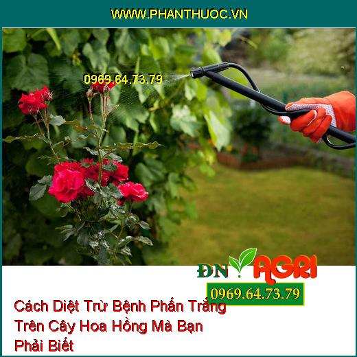 Cách Diệt Trừ Bệnh Phấn Trắng Trên Cây Hoa Hồng Mà Bạn Phải Biết