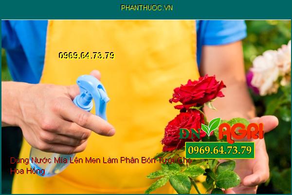 Dùng Nước Mía Lên Men Làm Phân Bón Tưới Cho Hoa Hồng 