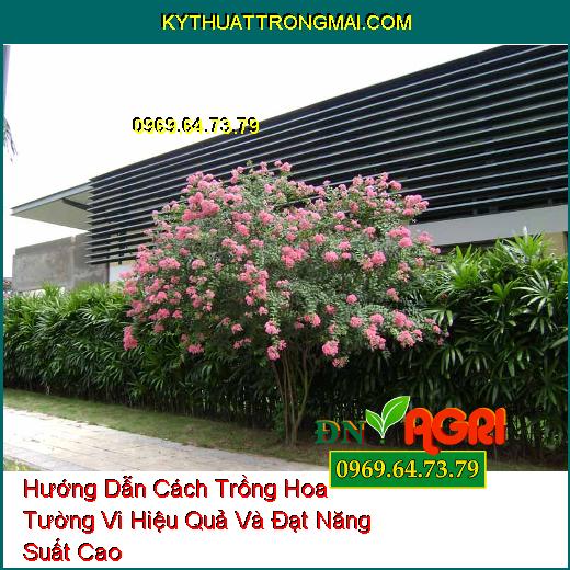 Hướng Dẫn Cách Trồng Hoa Tường Vi Hiệu Quả Và Đạt Năng Suất Cao