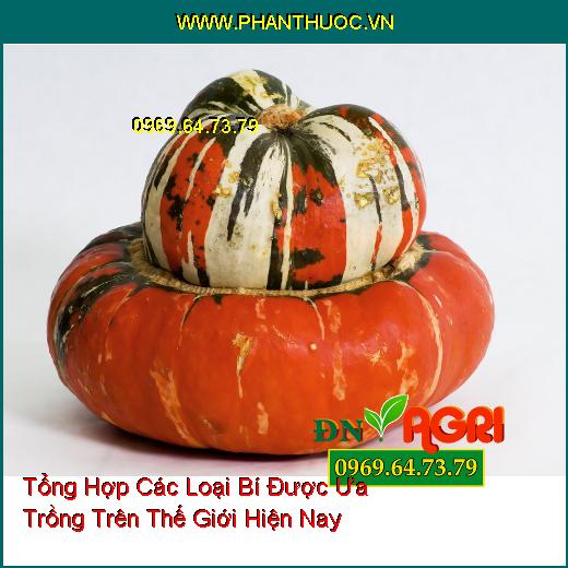 Tổng Hợp Các Loại Bí Được Ưa Trồng Trên Thế Giới Hiện Nay