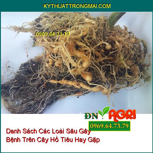 Danh Sách Các Loài Sâu Gây Bệnh Trên Cây Hồ Tiêu Hay Gặp