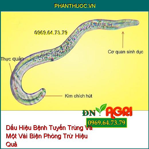 Dấu Hiệu Bệnh Tuyến Trùng Và Một Vài Biện Phòng Trừ Hiệu Quả