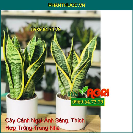 6 Loại Cây Cảnh Ngại Ánh Sáng, Thích Hợp Trồng Trong Nhà