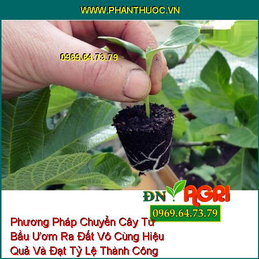 Phương Pháp Chuyển Cây Từ Bầu Ươm Ra Đất Vô Cùng Hiệu Quả Và Đạt Tỷ Lệ Thành Công 100%