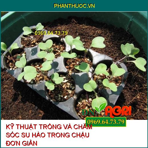 KỸ THUẬT TRỒNG VÀ CHĂM SÓC SU HÀO TRONG CHẬU ĐƠN GIẢN