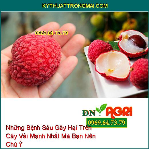 Những Bệnh Sâu Gây Hại Trên Cây Vải Mạnh Nhất Mà Bạn Nên Chú Ý