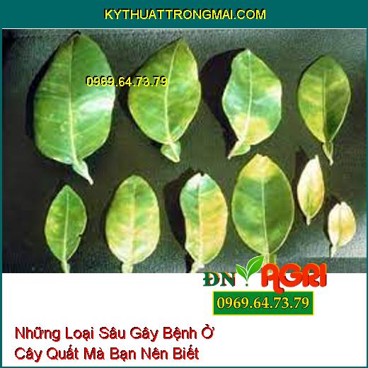 Những Loại Sâu Gây Bệnh Ở Cây Quất Mà Bạn Nên Biết