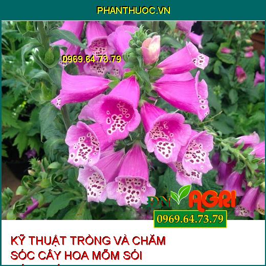 KỸ THUẬT TRỒNG VÀ CHĂM SÓC CÂY HOA MÕM SÓI ĐÚNG CÁCH