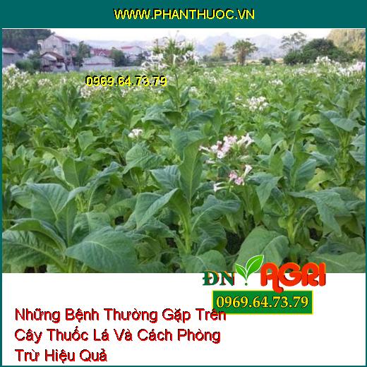 Những Bệnh Thường Gặp Trên Cây Thuốc Lá Và Cách Phòng Trừ Hiệu Quả