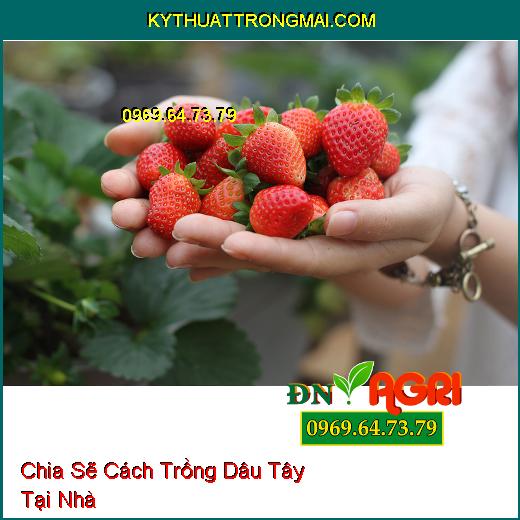 Chia Sẽ Cách Trồng Dâu Tây Tại Nhà