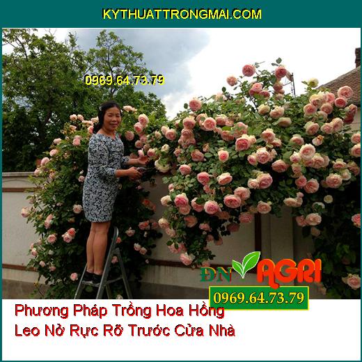 Phương Pháp Trồng Hoa Hồng Leo Nở Rực Rỡ Trước Cửa Nhà