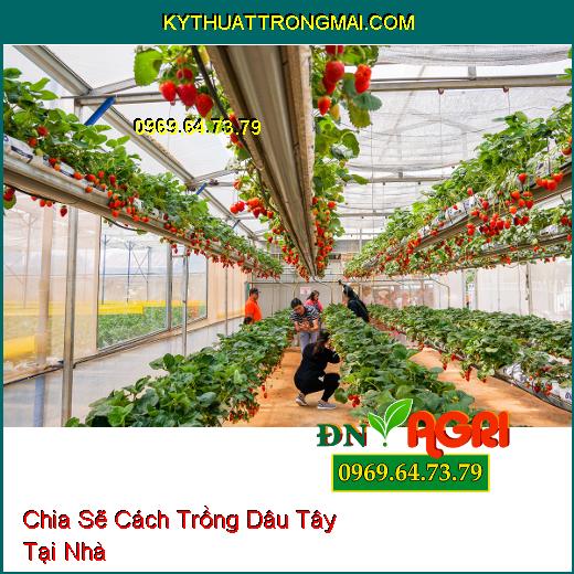 Chia Sẽ Cách Trồng Dâu Tây Tại Nhà