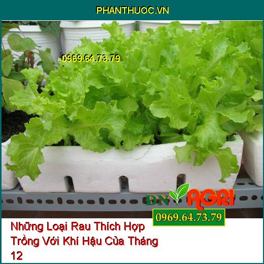 Những Loại Rau Thích Hợp Trồng Với Khí Hậu Của Tháng 12 