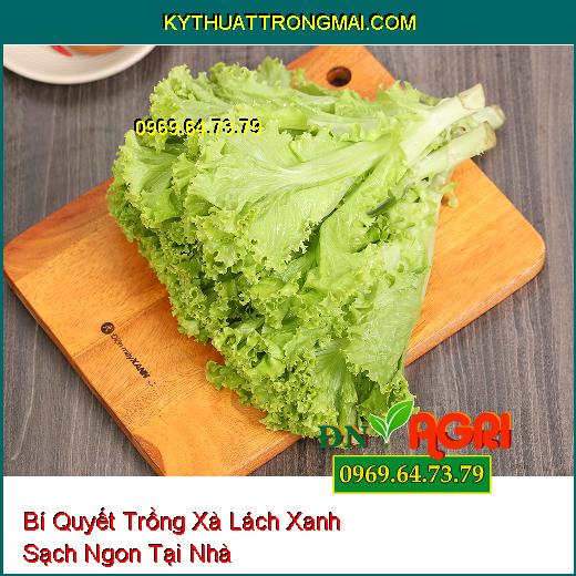 Bí Quyết Trồng Xà Lách Xanh Sạch Ngon Tại Nhà