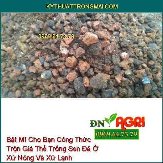 Bật Mí Cho Bạn Công Thức Trộn Giá Thể Trồng Sen Đá Ở Xứ Nóng Và Xứ Lạnh