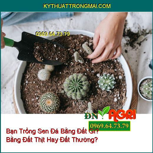 Bạn Trồng Sen Đá Bằng Đất Gì? Bằng Đất Thịt Hay Đất Thường?