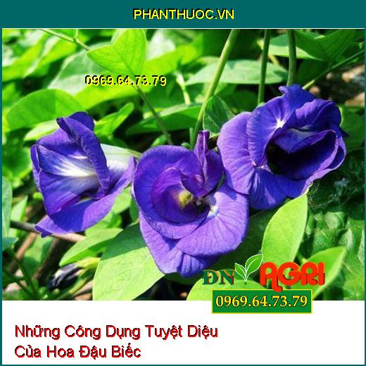 Những Công Dụng Tuyệt Diệu Của Hoa Đậu Biếc 