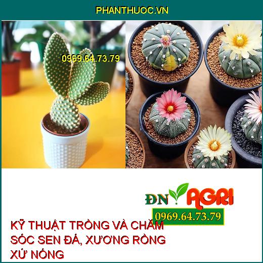 KỸ THUẬT TRỒNG VÀ CHĂM SÓC SEN ĐÁ, XƯƠNG RỒNG XỨ NÓNG