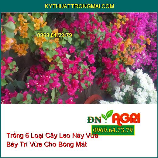 Trồng 6 Loại Cây Leo Này Vừa Bày Trí Vừa Cho Bóng Mát