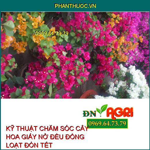 KỸ THUẬT CHĂM SÓC CÂY HOA GIẤY NỞ ĐỀU ĐỒNG LOẠT ĐÓN TẾT