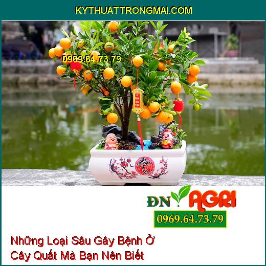 Những Loại Sâu Gây Bệnh Ở Cây Quất Mà Bạn Nên Biết