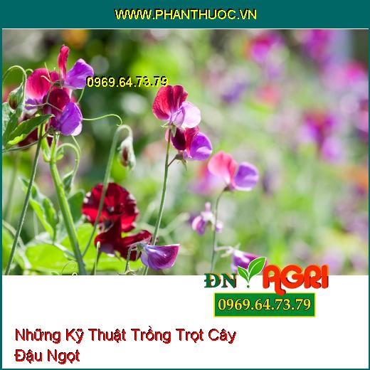 Những Kỹ Thuật Trồng Trọt Cây Đậu Ngọt