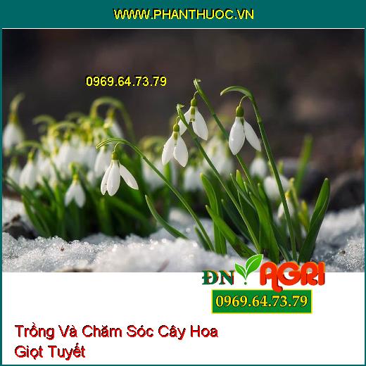 Trồng Và Chăm Sóc Cây Hoa Giọt Tuyết